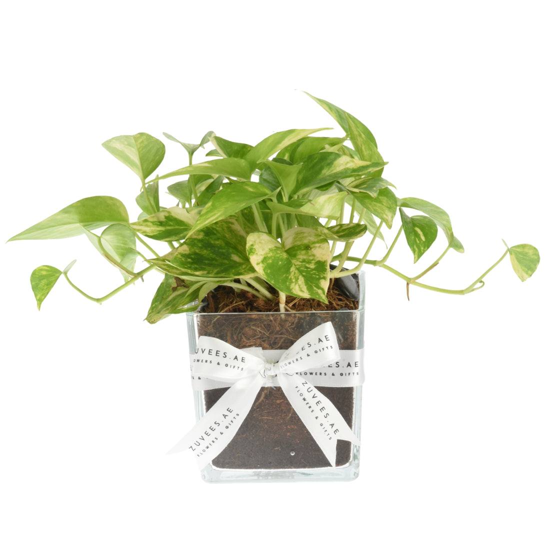 Vibrant variegated pothos in clear glass pot, elegantly tied with branded white ribbon.