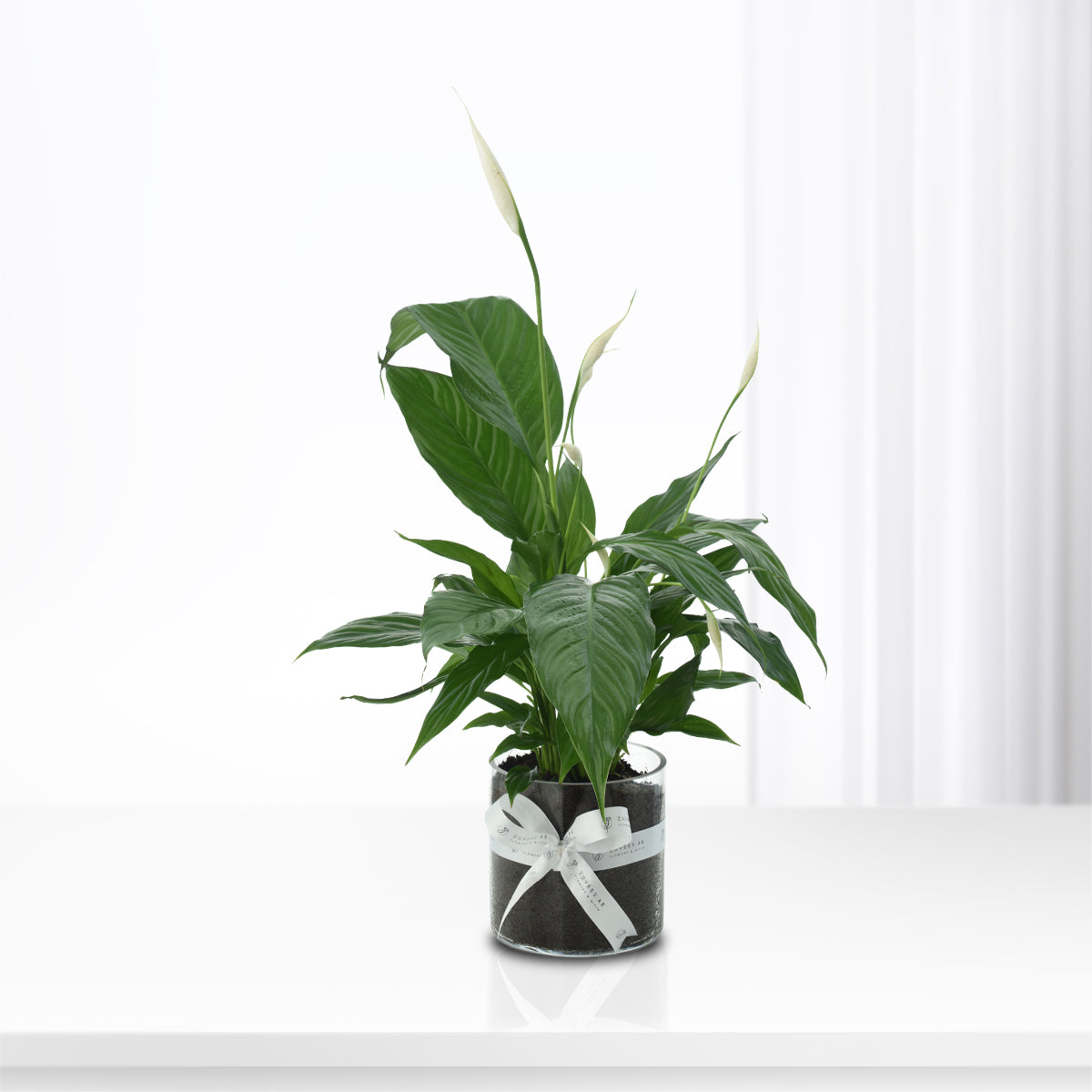 Peace Lily - Spathiphyllum In Glass Vase