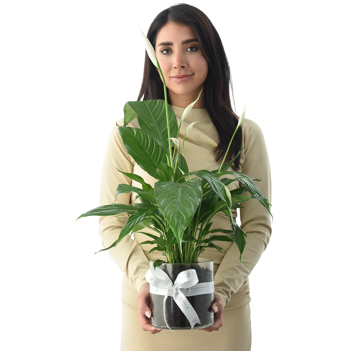 Peace Lily - Spathiphyllum In Glass Vase