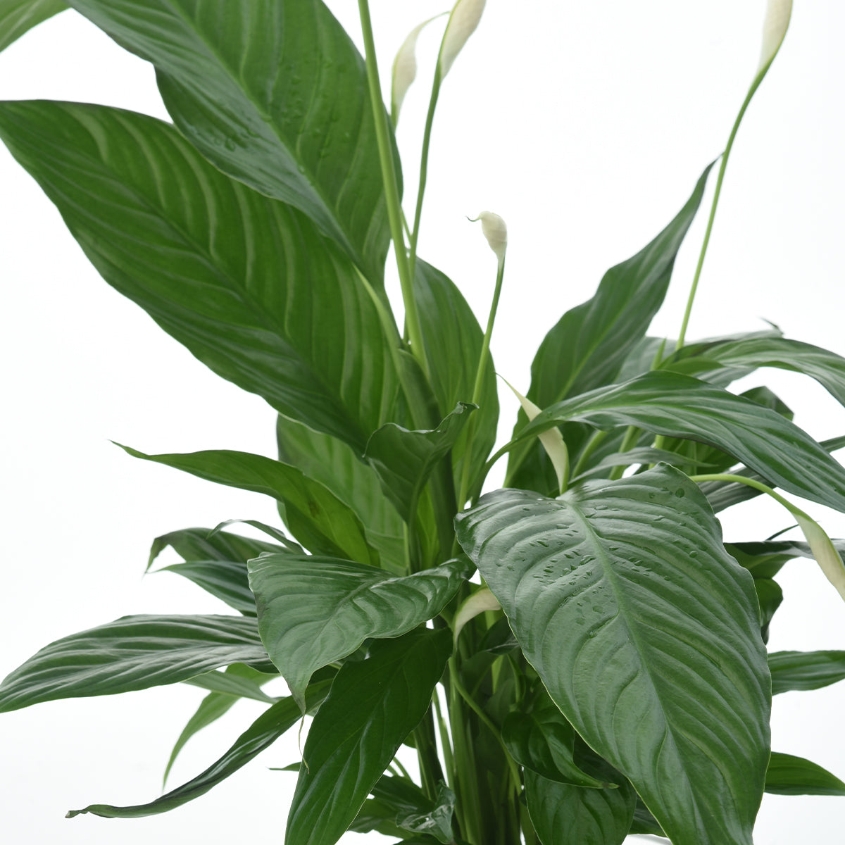 Peace Lily - Spathiphyllum In Glass Vase