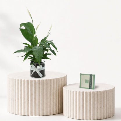 Peace Lily - Spathiphyllum Plant Chocolate Combo
