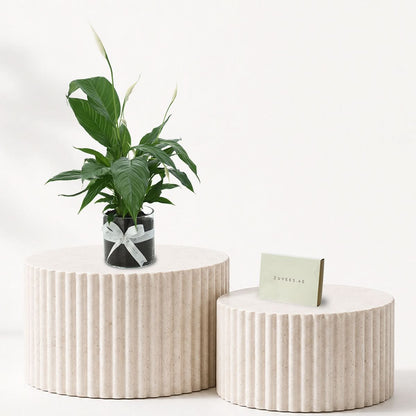 Peace Lily - Spathiphyllum Plant Chocolate Combo