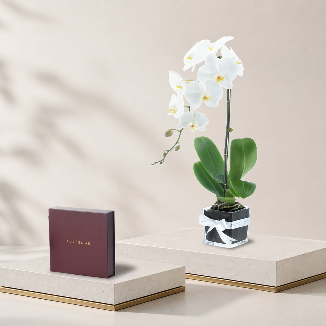 White Phalaenopsis orchid in a vase with a large Zuvees chocolate box, orchid and chocolate combo