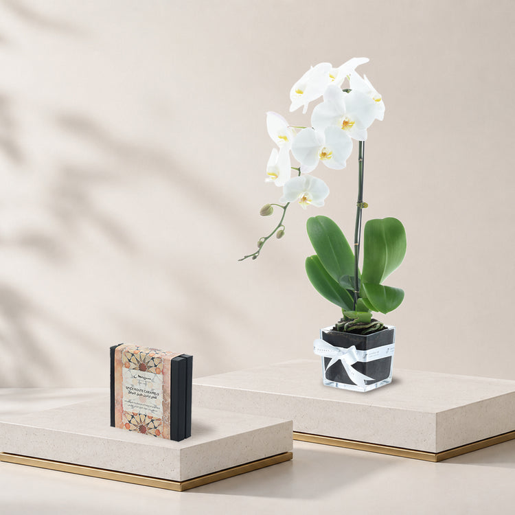 Phalaenopsis white Chocolate Combo