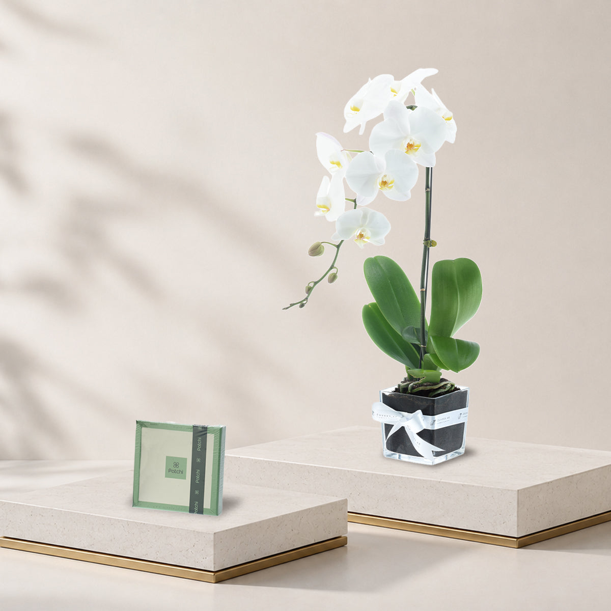 Phalaenopsis white Chocolate Combo
