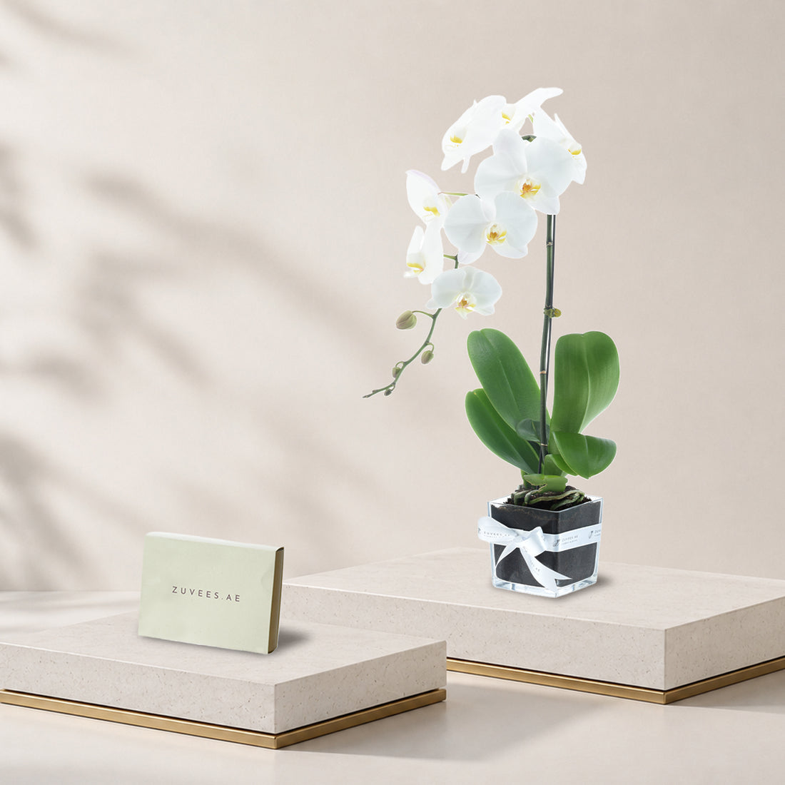 White Phalaenopsis orchid in a vase with a small Zuvees chocolate box, orchid and chocolate combo