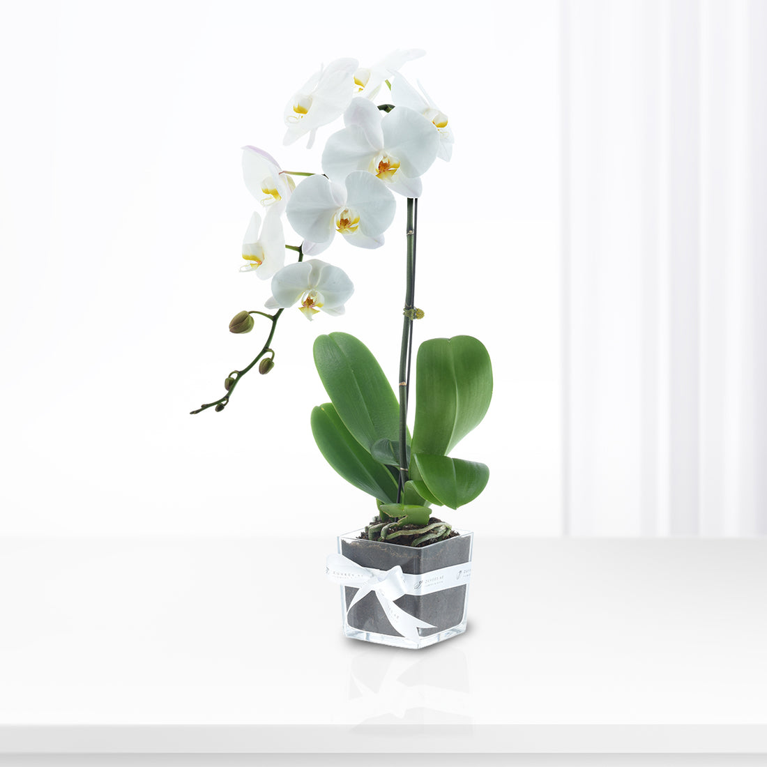 White Phalaenopsis orchid plant in a vase, elegant long-lasting orchid gift, Zuvees UAE