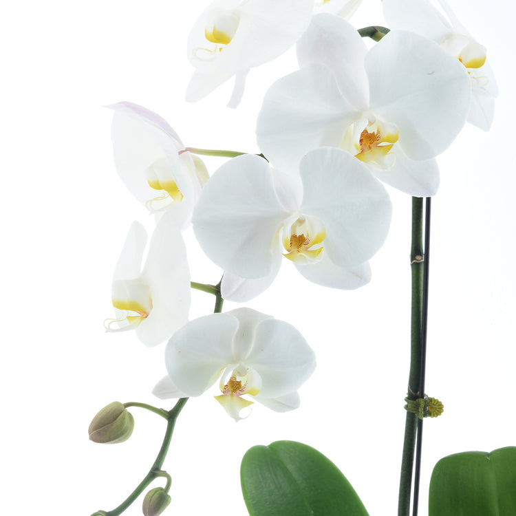 Phalaenopsis white Cake Combo