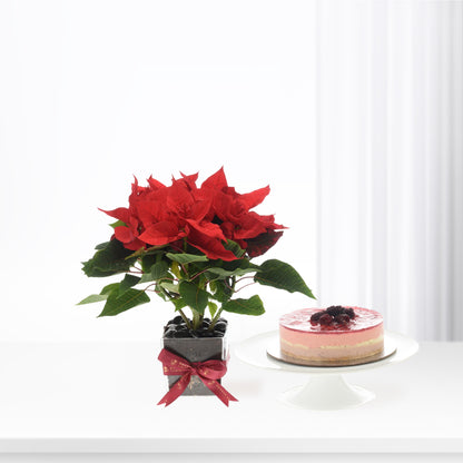 Vibrant red poinsettia in black pot with ribbon, beside layered berry cheesecake on white stand.