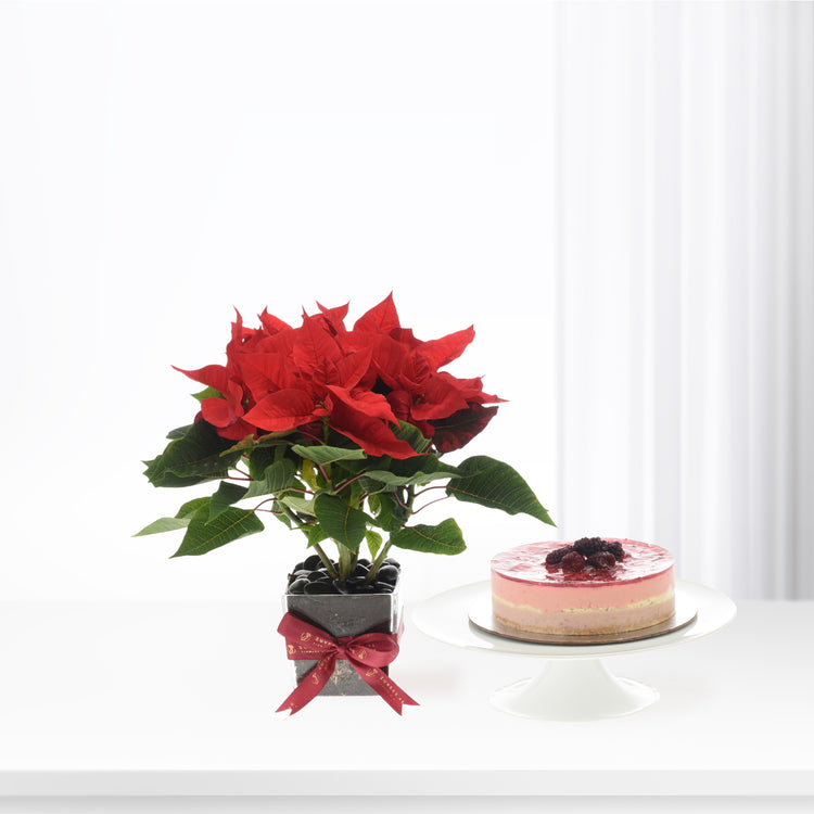Vibrant red poinsettia in black pot with ribbon, beside layered berry cheesecake on white stand.