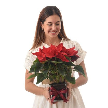Woman holds vibrant red poinsettia in sleek pot with festive ribbon.