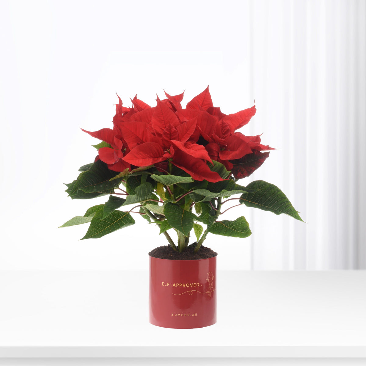 Vibrant red poinsettia blooms with lush green leaves in glossy red pot.