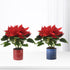 Vibrant red poinsettias in festive red and blue pots with gold text, set against bright white background.