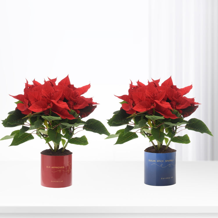 Vibrant red poinsettias in festive red and blue pots with gold text, set against bright white background.