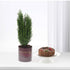 Vibrant green tree in burgundy pot beside chocolate cake with cherries.