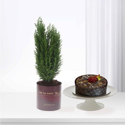 Small Christmas Tree With Cake Combo - Zuvees.ae