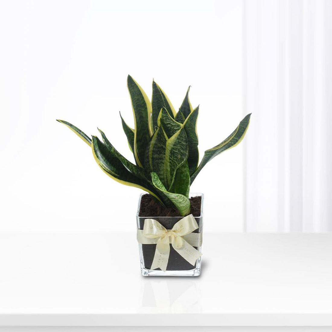 Snake plant (Sansevieria) with upright green leaves in a modern vase, easy-care indoor plant gift, Zuvees UAE