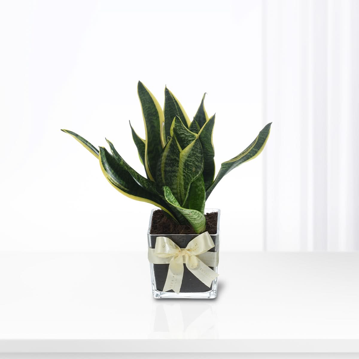 Snake plant In Vase