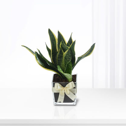 Snake plant In Vase