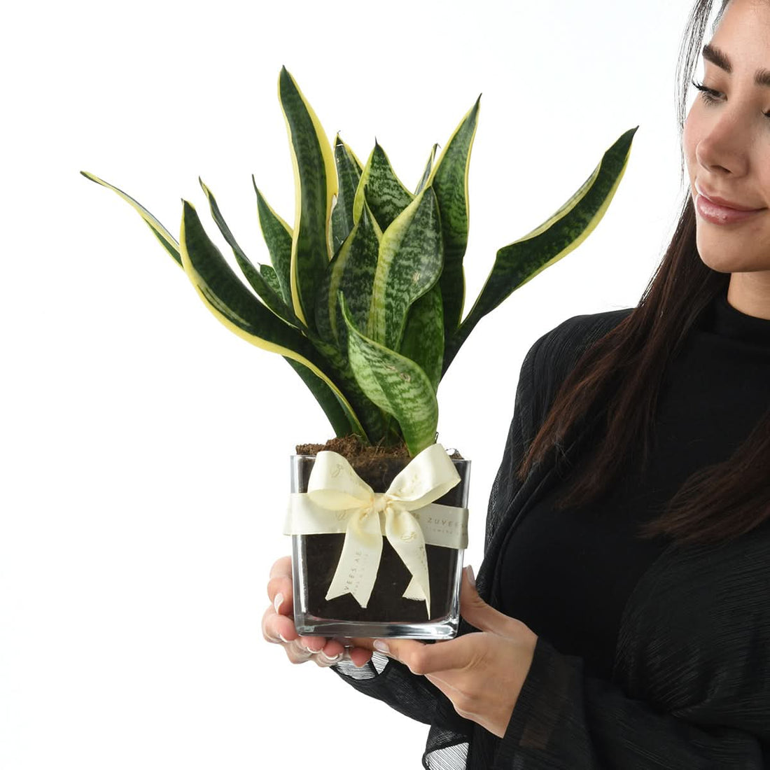 Woman holding a snake plant in a vase, low-maintenance air-purifying indoor plant gift delivery in Dubai