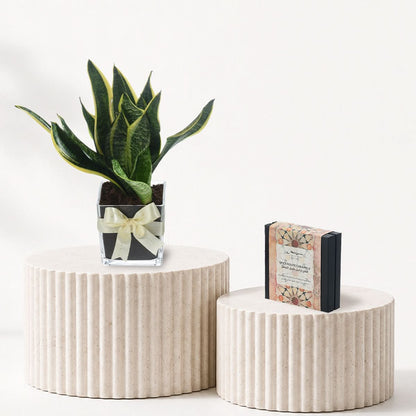 Snake plant In Vase Chocolate Combo