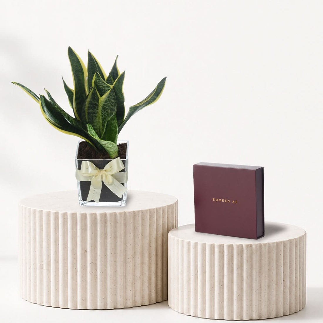 Snake plant in a vase with a large Zuvees chocolate box, plant and chocolate gift combo