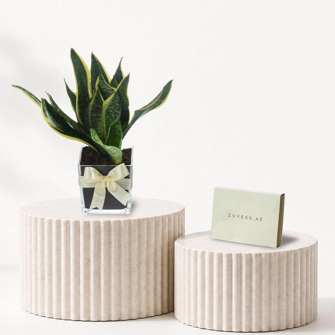 Snake plant in a vase with a small Zuvees chocolate box, plant and chocolate gift combo