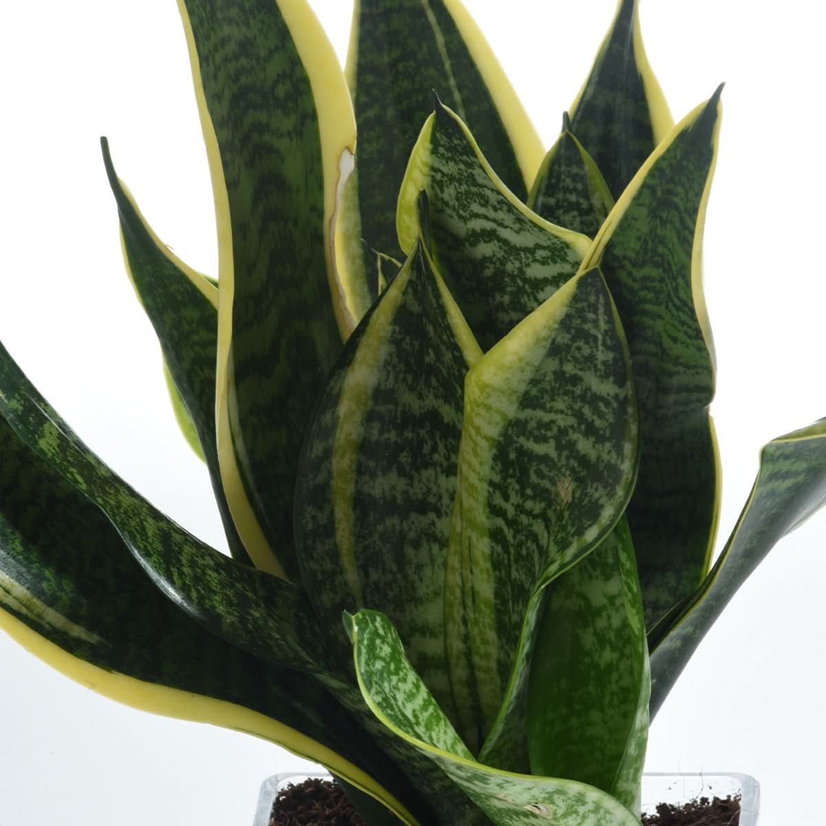 Snake plant In Vase