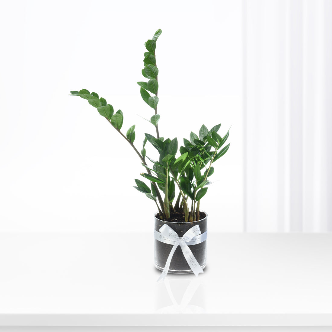 Zamiifolia Plant In Glass Vase