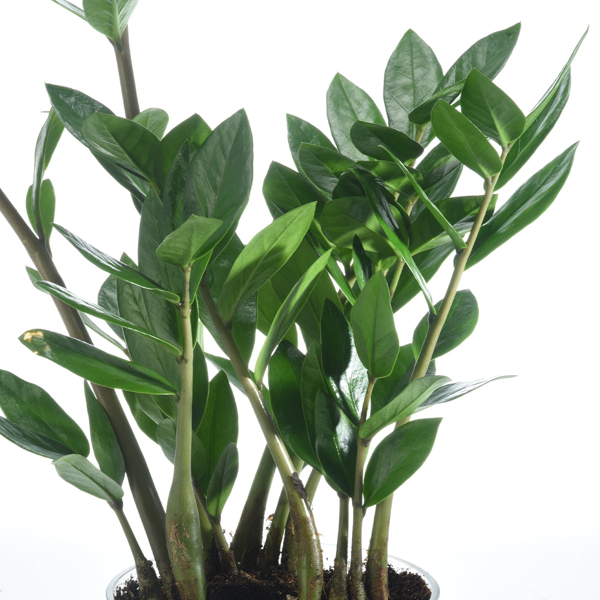 Zamiifolia Plant In Glass Vase