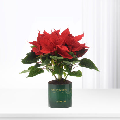 Vibrant red poinsettia blooms with lush green leaves in festive green pot.