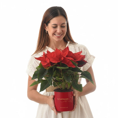 Woman smiles holding vibrant red poinsettia in festive red pot.