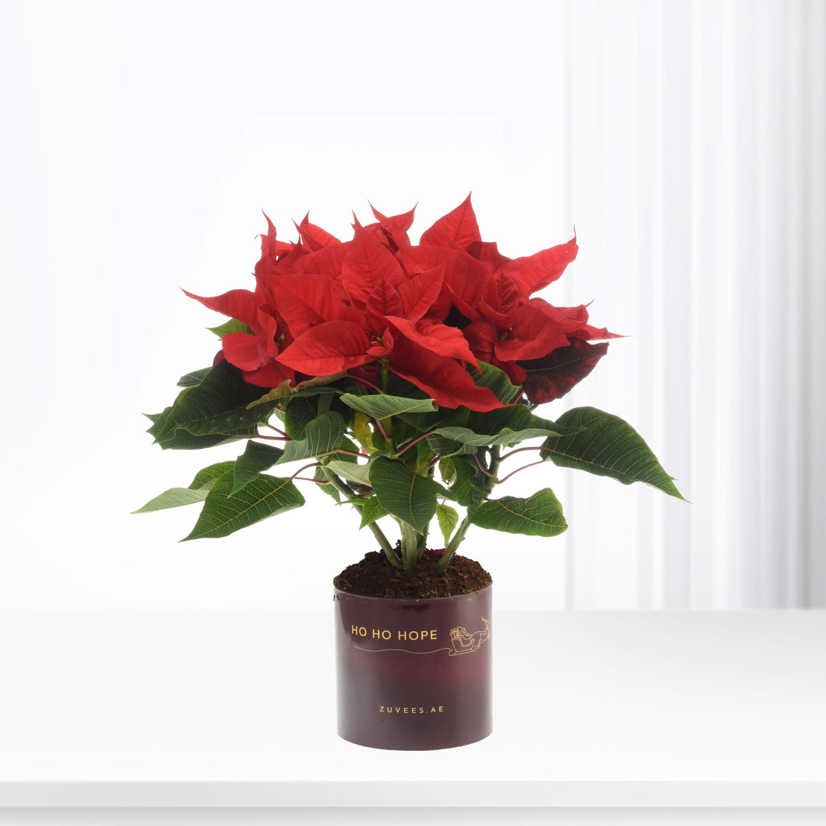 Vibrant red poinsettia blooms with lush green leaves in festive maroon pot.