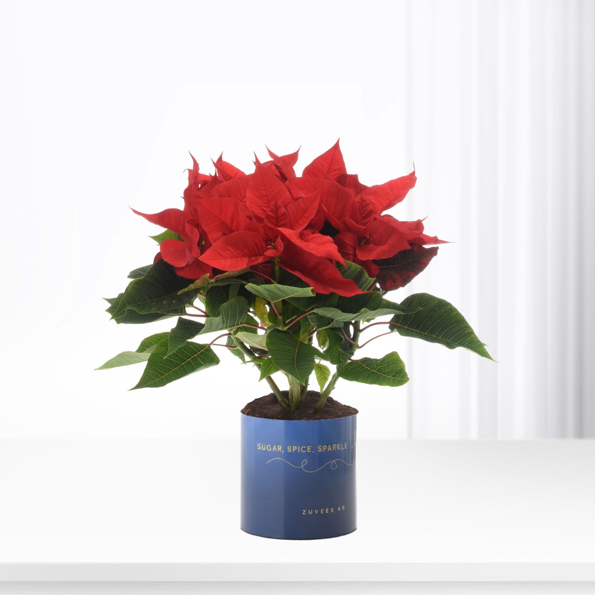 Vibrant red poinsettia blooms in blue pot with "Sugar, Spice, Sparkle" text.