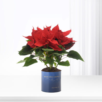 Vibrant red poinsettia blooms in blue pot with "Sugar, Spice, Sparkle" text.