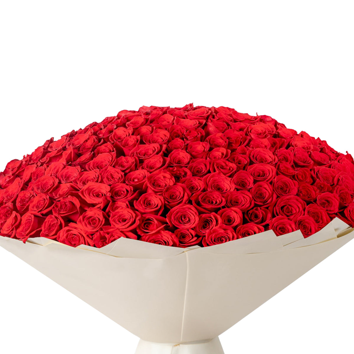 Vibrant red roses in creamy wrap, dense and lush, perfect for romance.