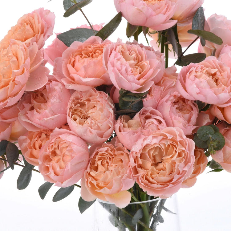 Soft peach roses with dewdrops, lush petals, and green eucalyptus leaves in clear vase.