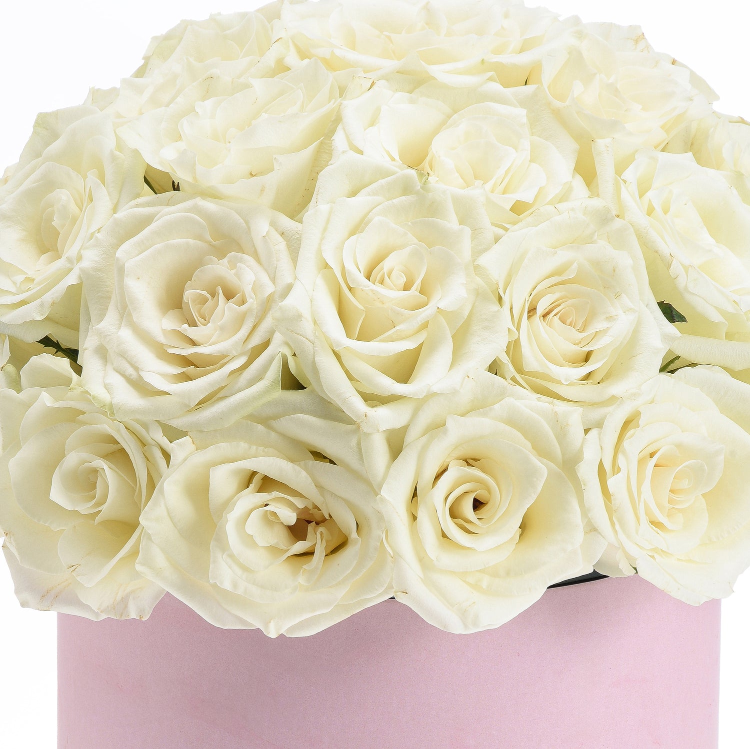 Cream roses in soft pink box, elegant and fresh.