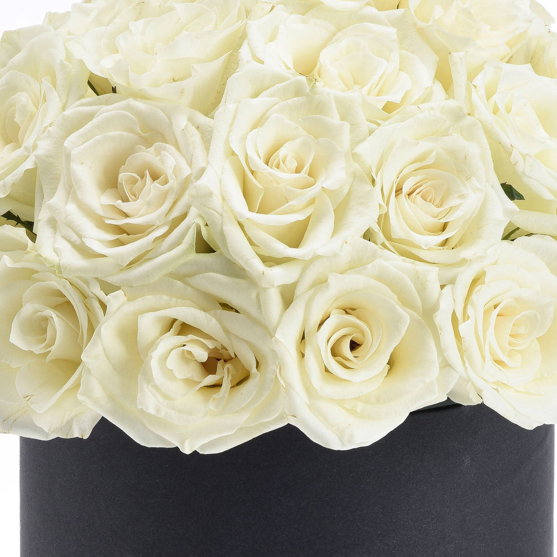 Cream roses in sleek black box, soft petals, elegant arrangement.