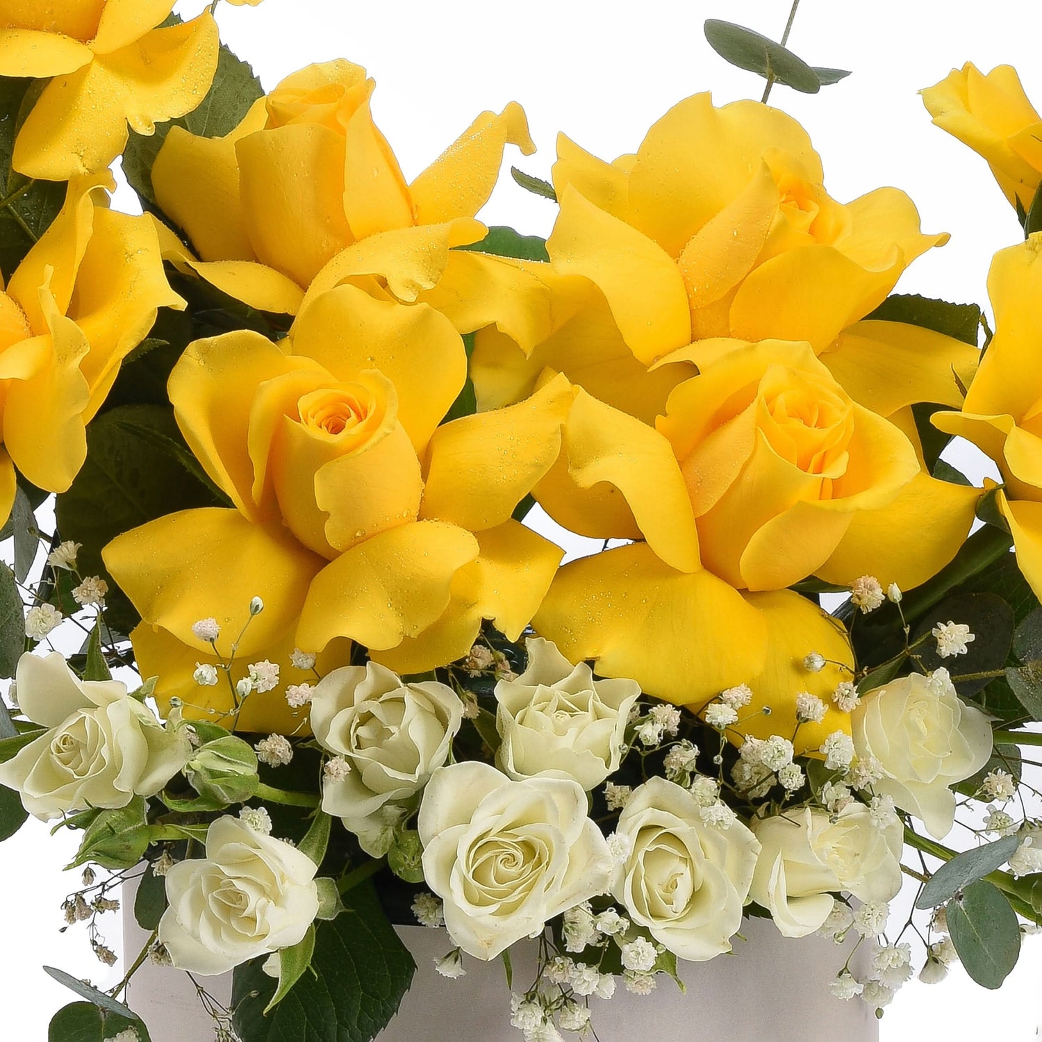 Vibrant yellow roses with white accents, dewdrops, and lush greenery.