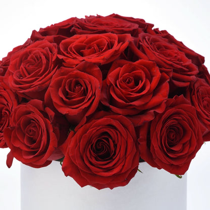 Vibrant red roses in white vase, rich petals, romantic bouquet.