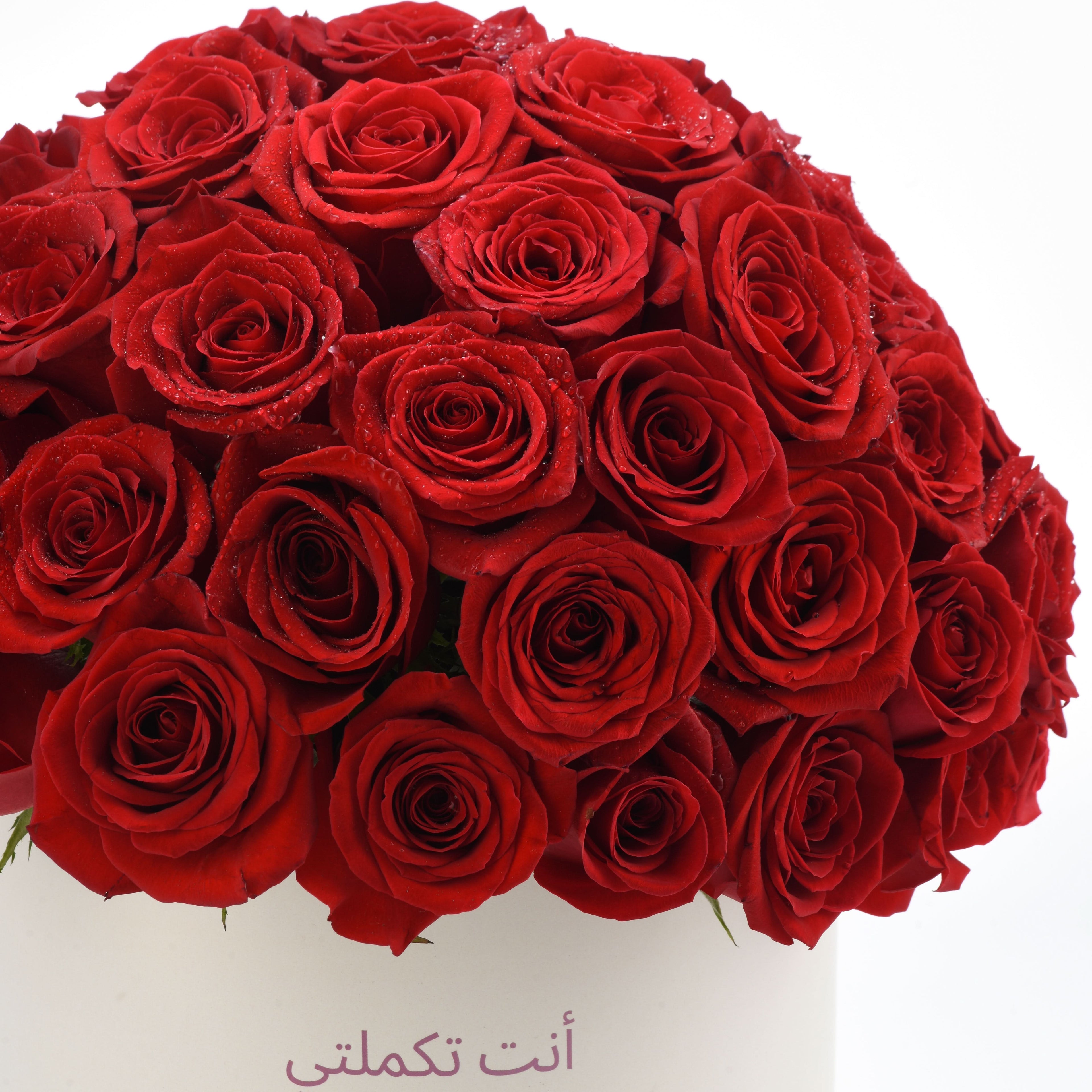 Vibrant red roses glisten with dewdrops, arranged in lush, full bloom.