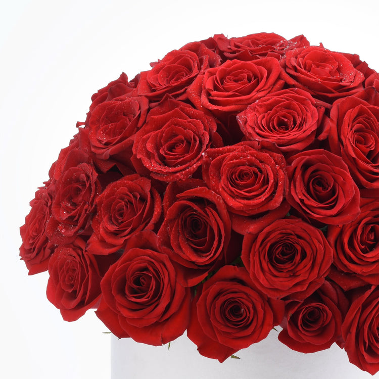 Vibrant red roses with dewdrops, lush petals, arranged densely in white box against pure white background.