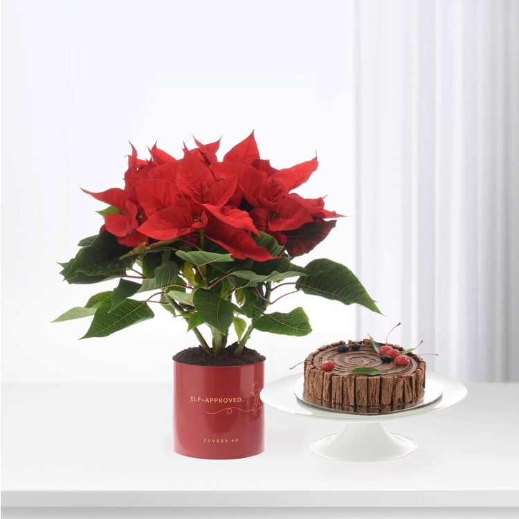 Vibrant red poinsettia in festive red pot beside chocolate cake on white stand.