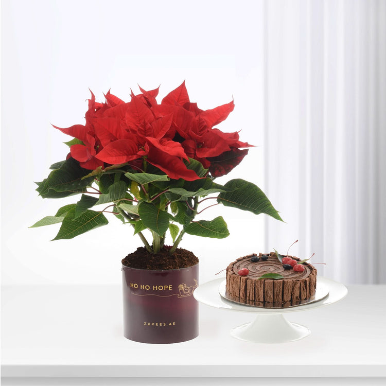 Vibrant red poinsettia in festive pot beside chocolate cake on white stand.
