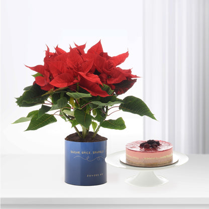 Vibrant red poinsettia in blue pot beside layered berry cheesecake on white stand.