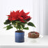 Vibrant red poinsettia in blue pot beside chocolate cake on white stand.