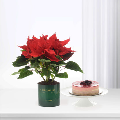 Vibrant red poinsettia in green "A Christmas Hug" pot beside berry-topped cheesecake on white stand.