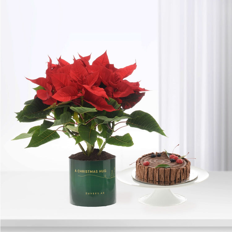 Vibrant red poinsettia in green "A Christmas Hug" pot beside chocolate yule log cake.