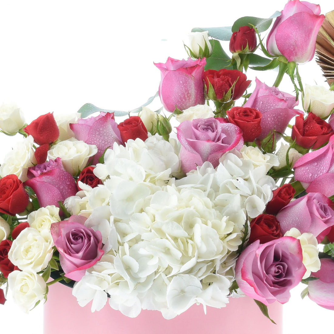 Vibrant pink, red, and white roses with hydrangeas, dewdrops, in pastel pink container.